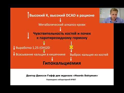 Видео: Вебинар от Hoard’s Dairyman на тему «Управление гипокальциемией в период отёла»