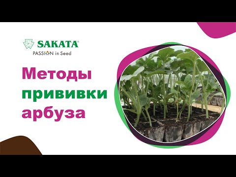 Видео: Лучшие методы прививки арбуза #прививкаарбуза #арбузнаподвое #выращиваниеарбуза #watermelongrafting