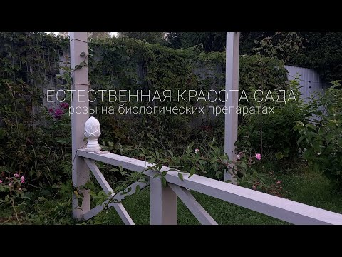 Видео: Розовый сад в последний день лета