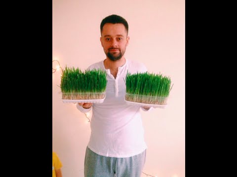 Видео: Как прорастить и употребить Пшеницу