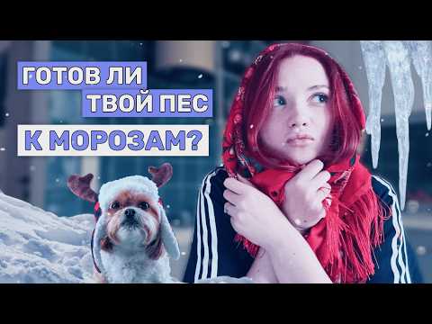 Видео: 5 зимних ошибок собачников: от амуниции до кормления