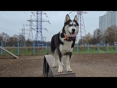 Видео: С хаски Диком на огромной собачей площадке 16.11.24 часть 2