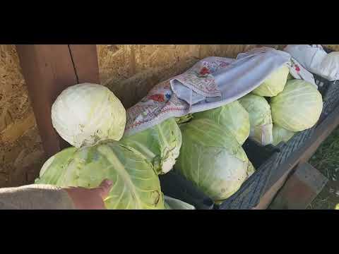 Видео: Колхоз имени Меня!😇Сибирь.Деревенские новости.