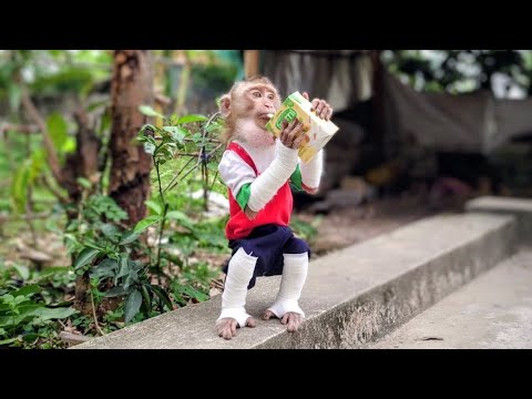 Видео: О нет, Ламбо Манки ранена...