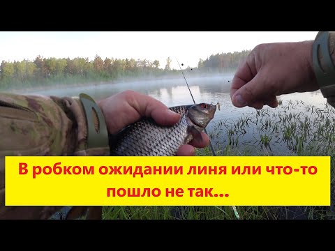 Видео: В ожидании линя или что-то пошло не так. Утренний выход за линём. Рыбалка на поплавочную снасть.