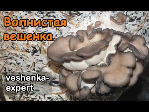 Видео: От чего бывает волнистая шляпка вешенки и неправильная форма грибов