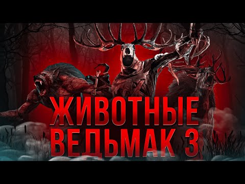 Видео: Биология монстров Ведьмак 3 | Ч.1 | Спекулятивная биология