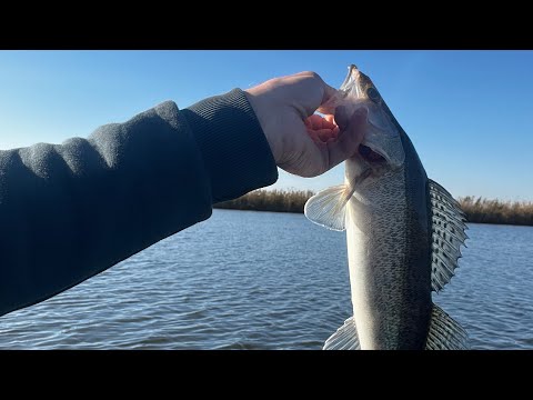 Видео: Азартная ловля судачка на спининг. Проверенный годами  Favorite SkyLine. Топ китайский силикон.