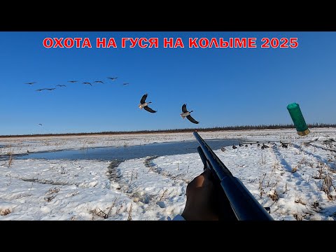 Видео: ОХОТА НА ГУСЯ НА КОЛЫМЕ 2025