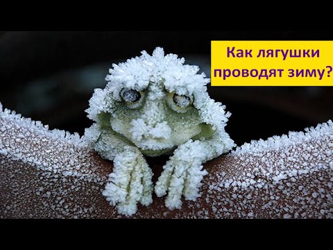 Видео: Как зимуют лягушки?