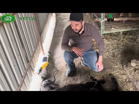 Видео: Куйларди жунини олаётганда нималарга этибор каратиш керак видео давомида кискача корсатиб утамиз.