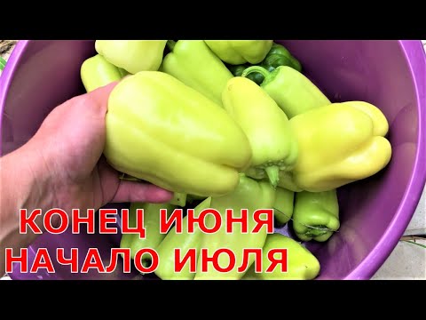 Видео: Вынужденная уборка перца