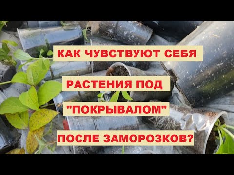 Видео: Как укрыть на зиму? Растения под укрытием, после заморозков.
