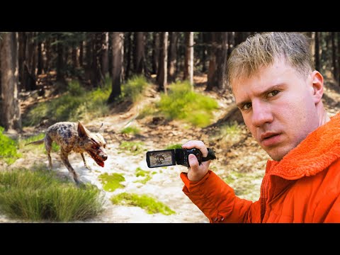 Видео: Я нашел настоящего Чупакабру