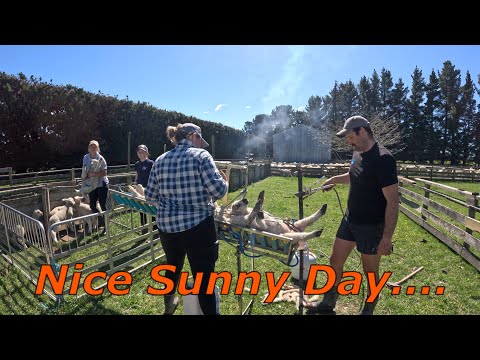 Видео: Купирование ягнят после выпадения снега. Весна в Новой Зеландии.