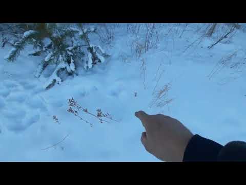 Видео: Охота на волка ОЧЕРЕДНАЯ ПРОВЕРКА КАПКАНОВ