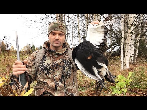 Видео: ОХОТА НА ТЕТЕРЕВА С МЕЛКАШКОЙ. ТАКИХ ПРОМАХОВ У МЕНЯ ЕЩЕ НЕ БЫЛО!!!