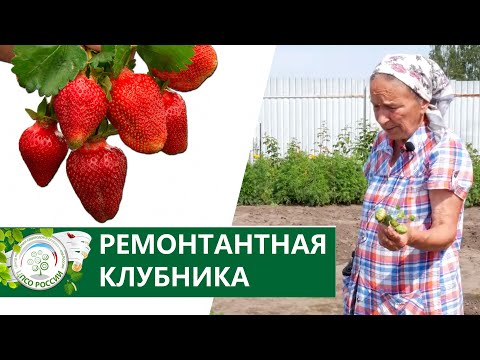 Видео: Ремонтантная крупноплодная земляника выращивание и уход.