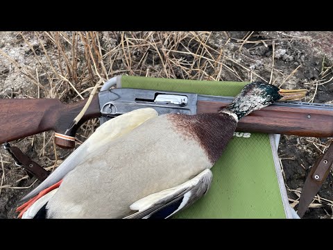 Видео: КАЖДЫЙ ПОДХОД КРЯКАШ. РАЗВЕДОЧНАЯ ОХОТА С ПОДХОДА 