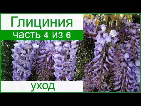 Видео: 🥀 Уход за глицинией в саду, болезни и вредители глицинии и борьба с ними