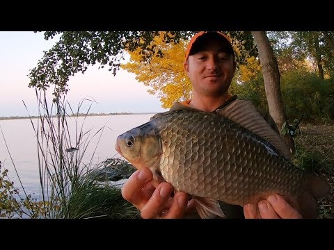 Видео: Карась на ФИДЕР осенью