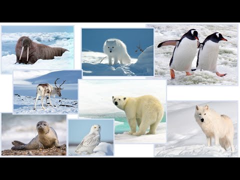 Видео: Животные севера