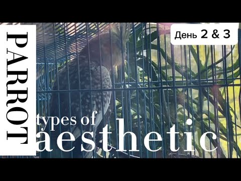 Видео: 2 и 3 день ПОПУГАЯ у меня ДОМА🐣🥰/ ПРИРУЧЕНИЕ ПРОЦЕСС