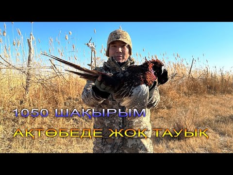 Видео: Қызылорда, Қырғауылға аңшылық | Охота на фазана в Кызылорде