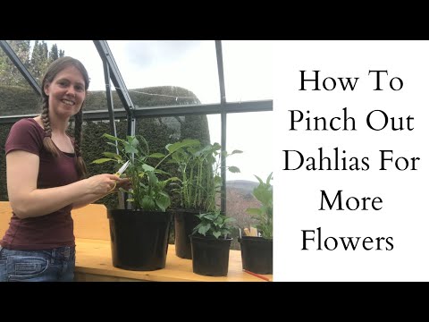 Видео: Как прищипнуть георгины, чтобы получить больше цветов | Новости георгинов