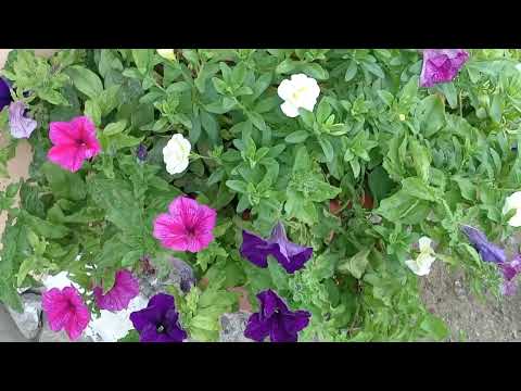 Видео: Последние краски осени