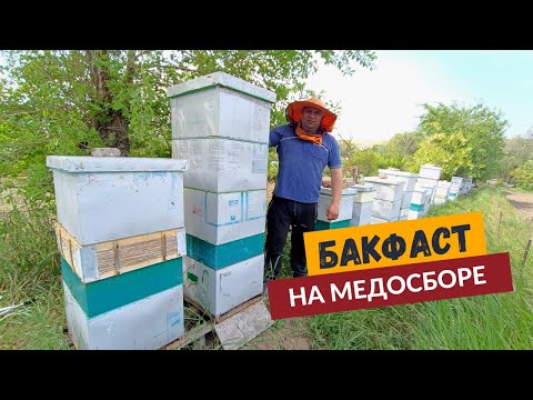 Видео: Бакфаст. Чистопородные матки на рапсе