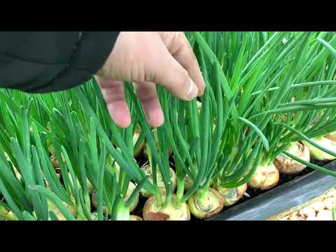 Видео: Чи потрібно зрізати цибулю перед висадкою на перо,зелена цибуля,цибуля на перо зимою