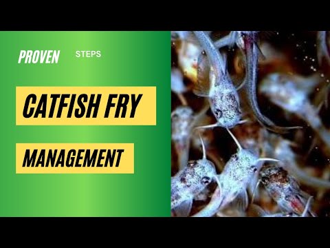 Видео: Как ухаживать за мальками сома после вылупления | Catfishfarming 2021 #thefarmady #catfishhatching