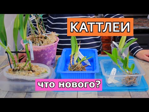 Видео: Не все гладко! Как чувствуют себя новые  каттлеи от SVO, Florália Orquídeas и Orquideas Katia