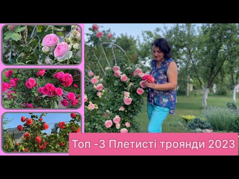 Видео: Топ-3 🌹🌹🌹| Плетисті троянди у моєму квітучому саду 2023