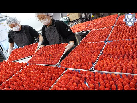 Видео: Рождественские предзаказы растут! Массовое производство домашнего клубничного торта