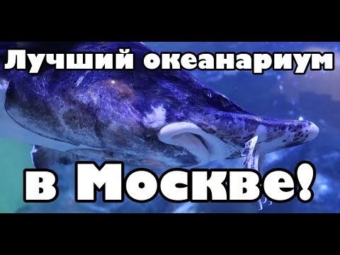 Видео: Океанариум Крокус сити! Лучший океанариум в Москве!