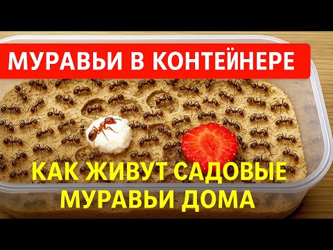 Видео: Дом для муравьёв: как устроились садовые муравьи | Наблюдение и кормление. #Муравьи #СадовыеМуравьи