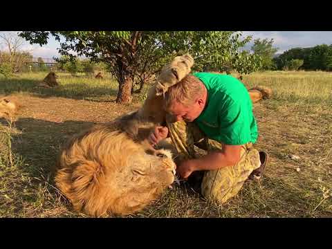 Видео: Львы и Человек -ОДНА  ДУША НА ВСЕХ !