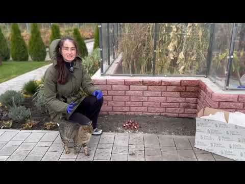 Видео: Осіння посадка тюльпанів: як і коли садити цибулини, щоб мати пишне цвітіння навесні