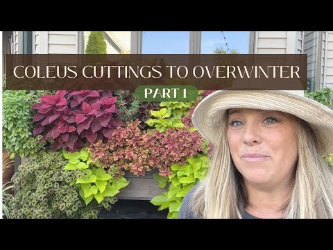 Видео: Черенки колеуса для зимовки: Часть 1 🍂🪴❄️
