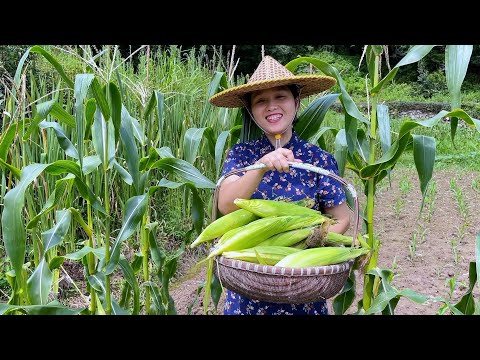 Видео: Устали есть кукурузу, попробуйте этот новый метод, всем троим детям это нравится