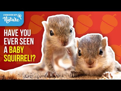 Видео: Почему вы никогда не увидите бельчат (факты о белках)