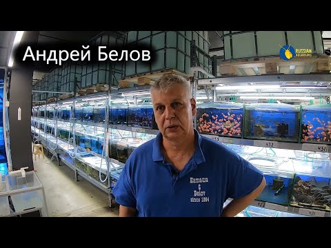 Видео: Человек, который диктует цены на рыбок. Андрей Белов. Аквариумистика. Компания Наташа & Belov