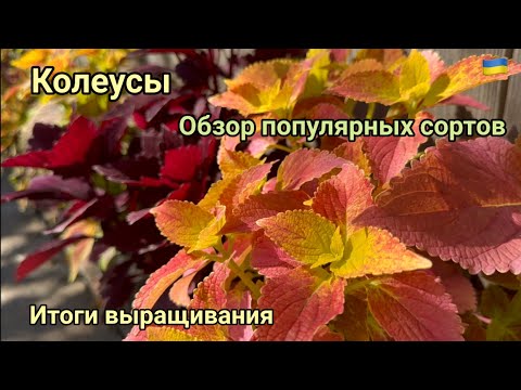 Видео: Колеус. Обзор  популярных сортов | Итоги выращивания 2023