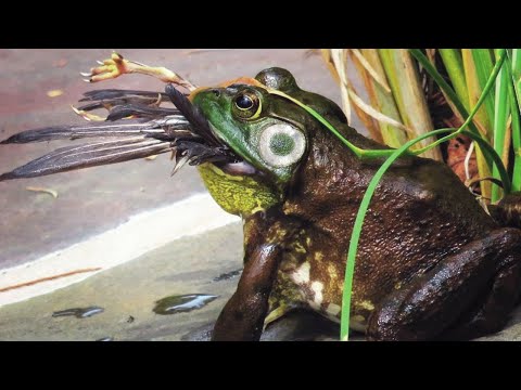 Видео: Лягушка-бык — Огромная амфибия, глотающая птиц, скорпионов и даже себе подобных!