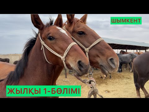 Видео: Жылқы 1-бөлімі 01.10.25ж.