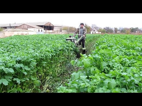Видео: Горчица белая. Фрезеровка