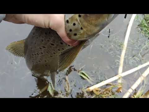 Видео: Риболовля на спиннинг в Літви #лосось  #форельнаспиннинг #трофей  #щука @TEULU999