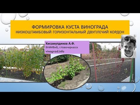 Видео: Горизонтальный двуплечий кордон на низком штамбе, Хисамутдинов АФ Новочеркасск